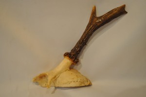 TROFEUM PRAWY RÓG KOZŁA SARNY Z FRAGMENTEM CZASZKI