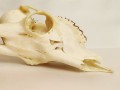 20250828_062114.jpg
