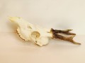 20250828_055751.jpg