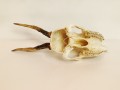 20250828_061116.jpg