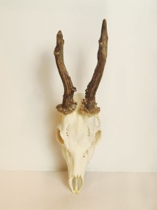 MASYWNE TROFEUM KOZŁA SARNY MYŁKUSA SZÓSTAKA KOMPLETNE GÓRNE UZĘBIENIE