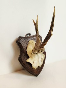 TROFEUM NA DESCE - POROŻE KOZŁA SARNY SZÓSTAKA Z FRAGMENTEM CZASZKI