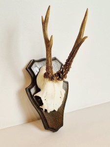 TROFEUM NA DESCE - POROŻE KOZŁA SARNY SZÓSTAKA Z FRAGMENTEM CZASZKI