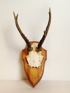 TROFEUM NA DESCE - POROŻE KOZŁA SARNY SZÓSTAKA Z FRAGMENTEM CZASZKI