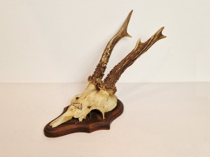 (1944) ZABYTKOWE TROFEUM POROŻE KOZŁA SARNY SZÓSTAKA Z FRAGMENTEM CZASZKI