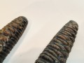 20260302_061848.jpg