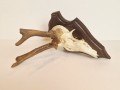 20260508_065047.jpg