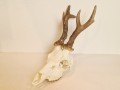 20260508_061547.jpg