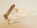 20260508_064735.jpg